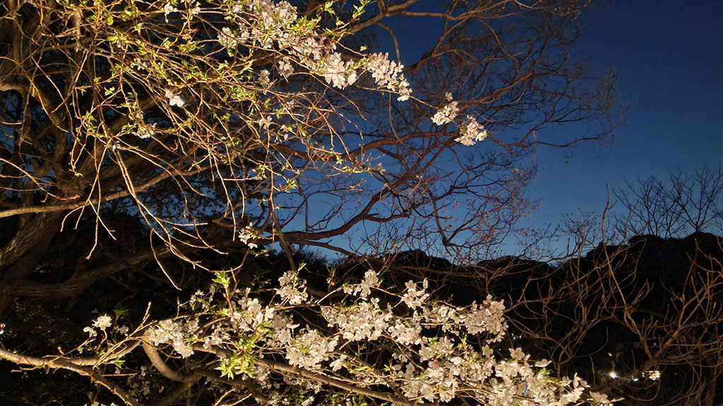 TTMA公認シヴァカ伝統医学学校