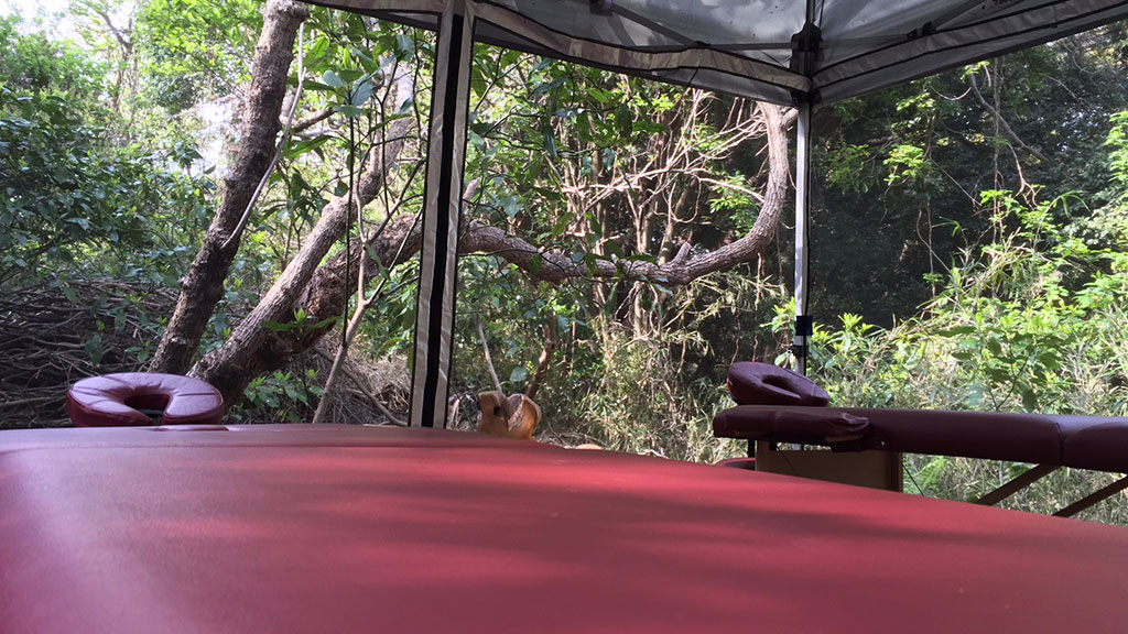 TTMA公認シヴァカ伝統医学学校