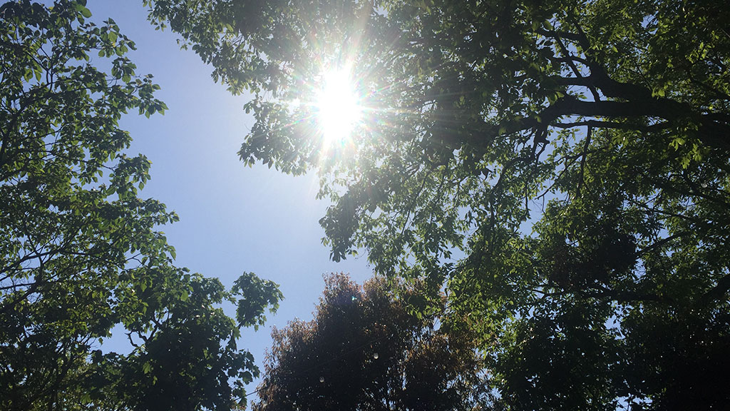 TTMA公認シヴァカ伝統医学学校