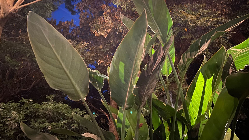 TTMA公認シヴァカ伝統医学学校